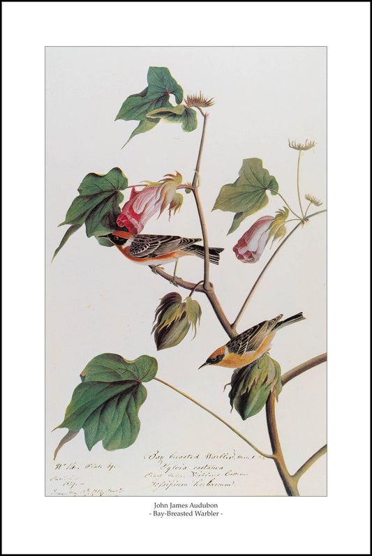 Bay-Breasted Warbler II