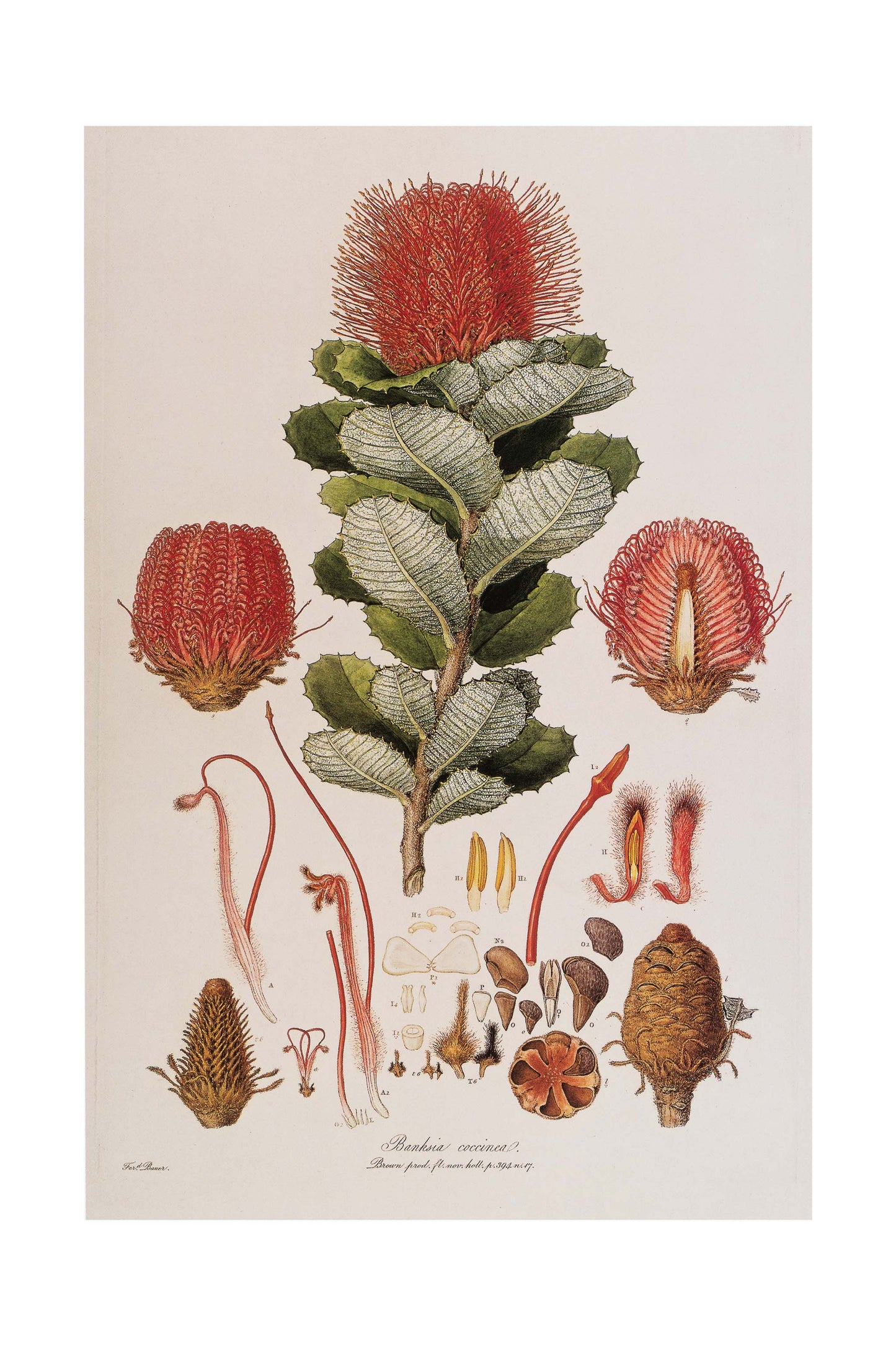 Banksia Coccinea