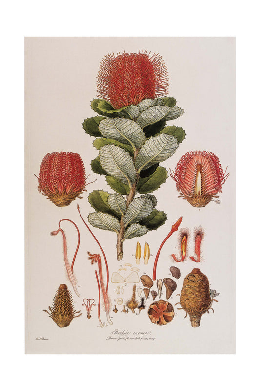 Banksia Coccinea