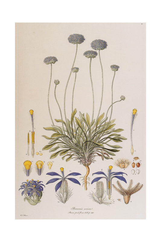 Brunonia Australis