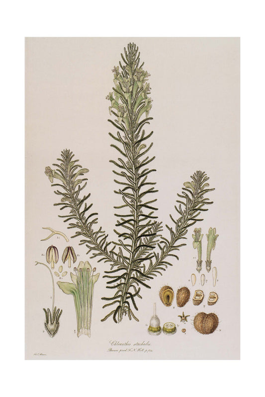 Cloanthes Stoechadis