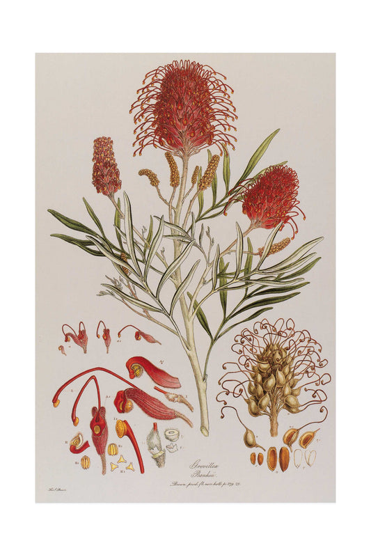 Grevillea Banksii