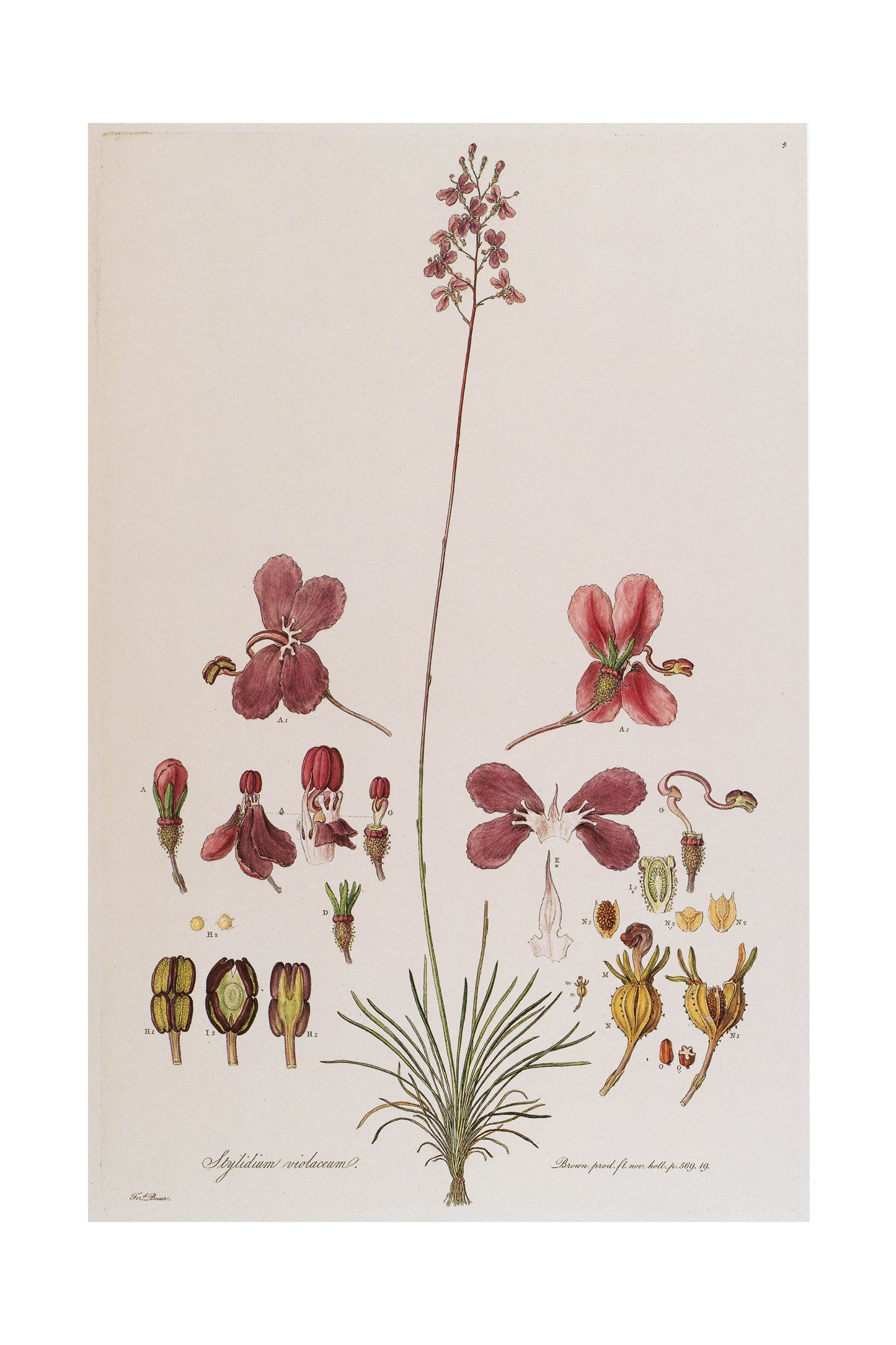 Stylidium Calcaratum