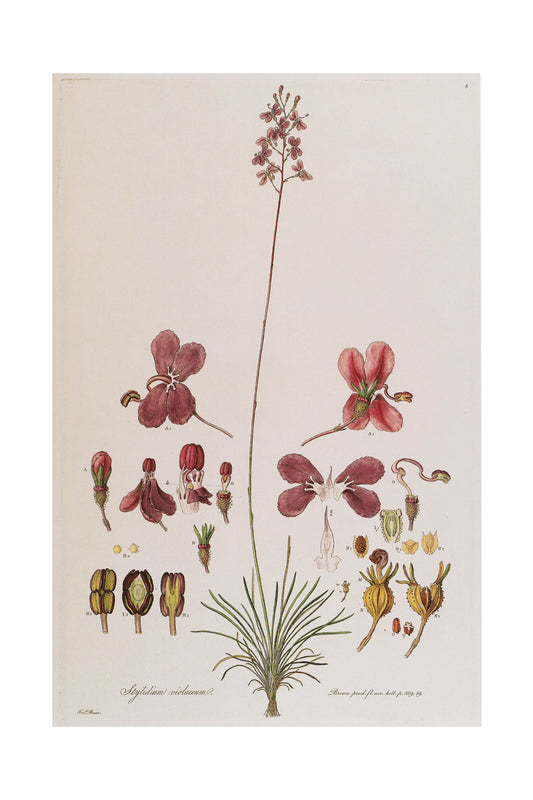 Stylidium Calcaratum