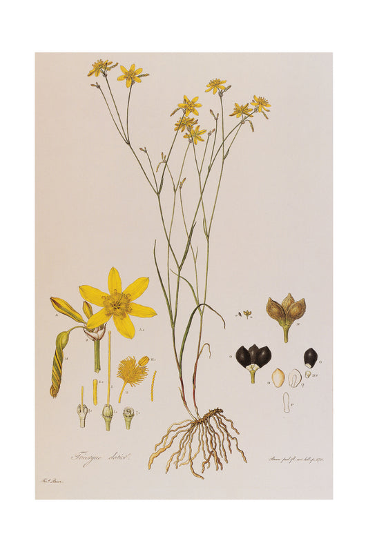 Tricoryne Elatior