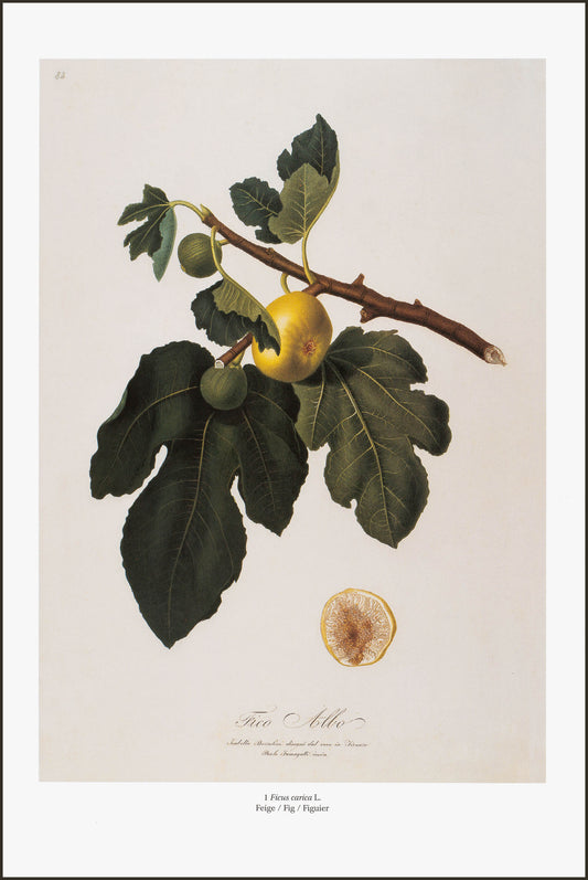 Ficus Carica (Fig)