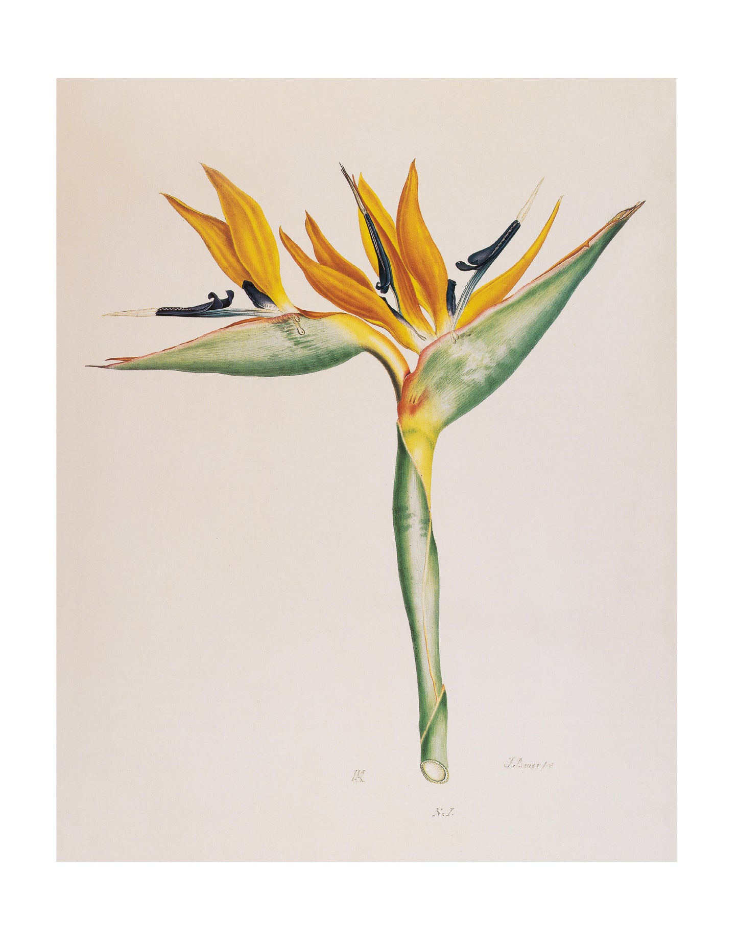 Strelitzia Reginae I (Bird-of-Paradise)