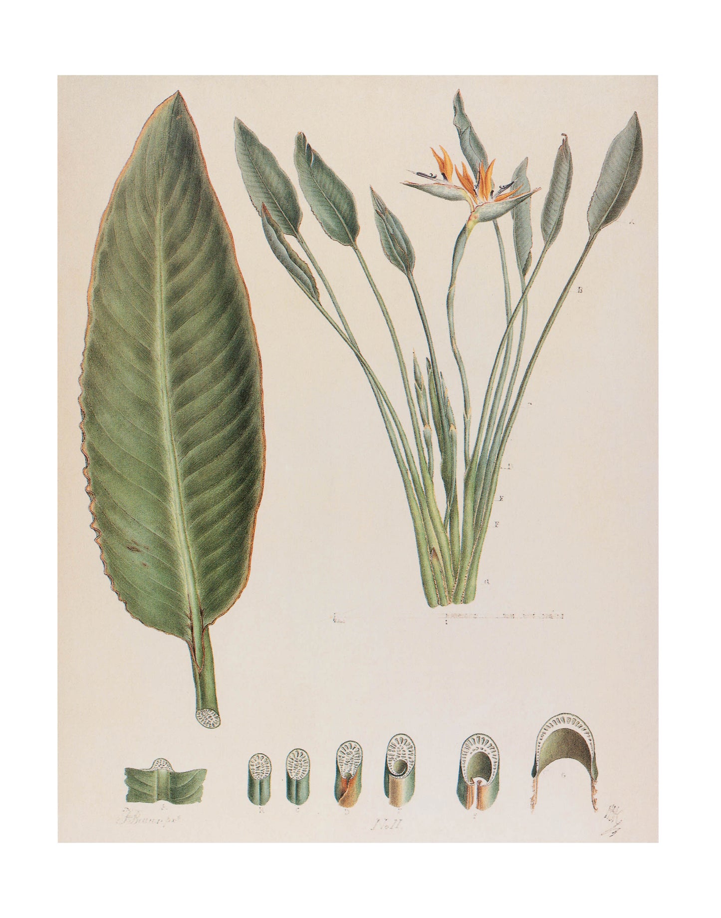 Strelitzia Reginae II (Bird-of-Paradise)