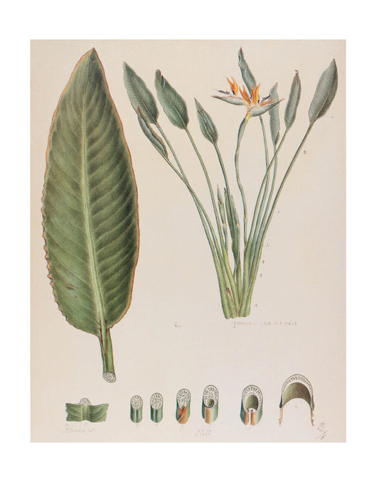 Strelitzia Reginae II (Bird-of-Paradise)