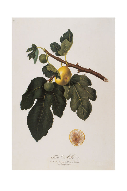 Ficus Carica (Fig)