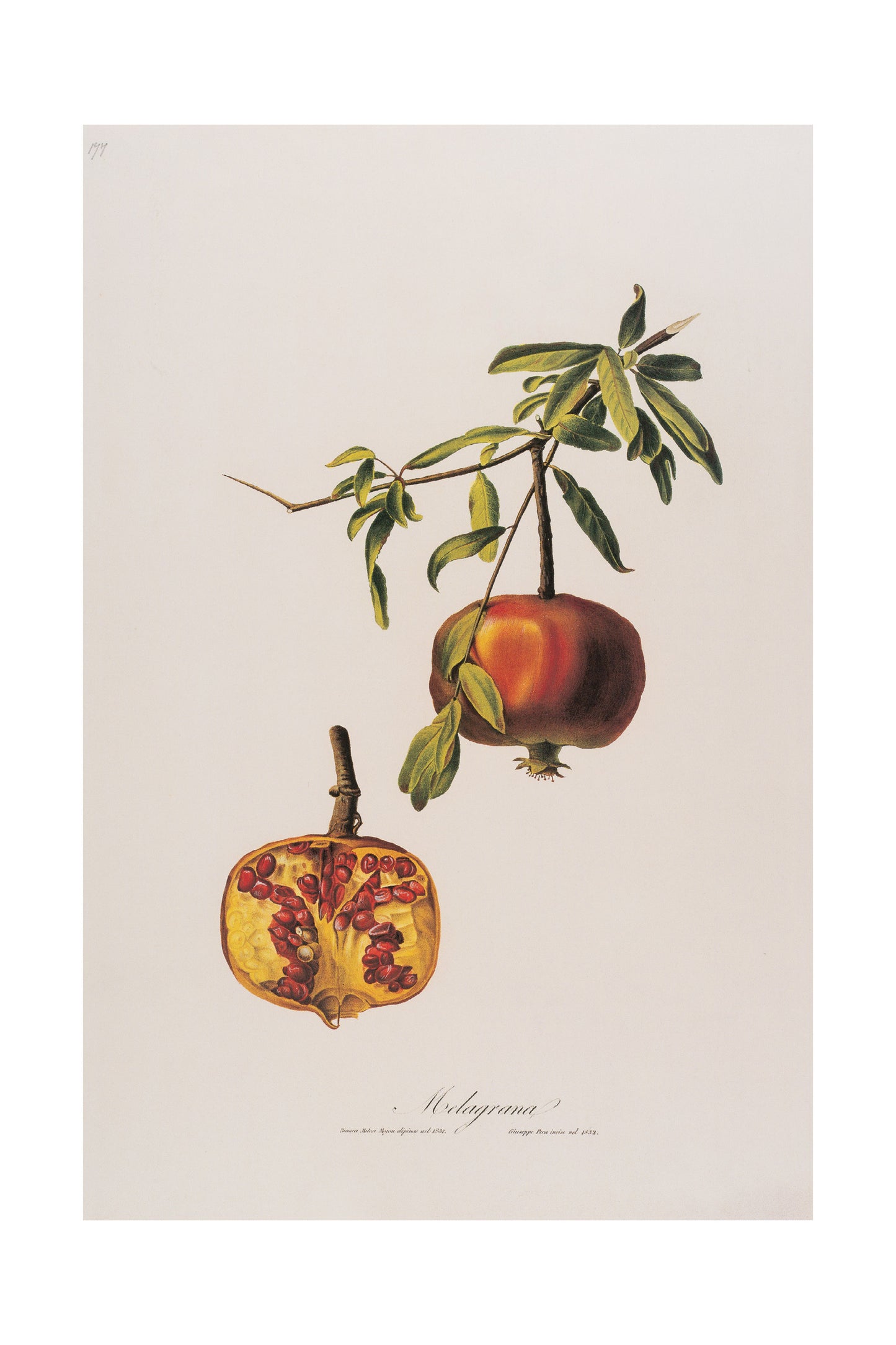 Punica Granatum (Pomegranate)