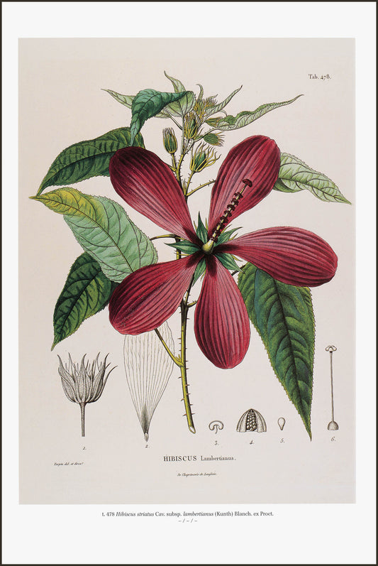 Hibiscus Striatus