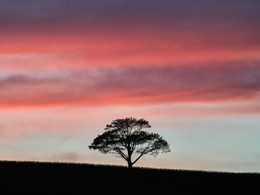 Lone Tree