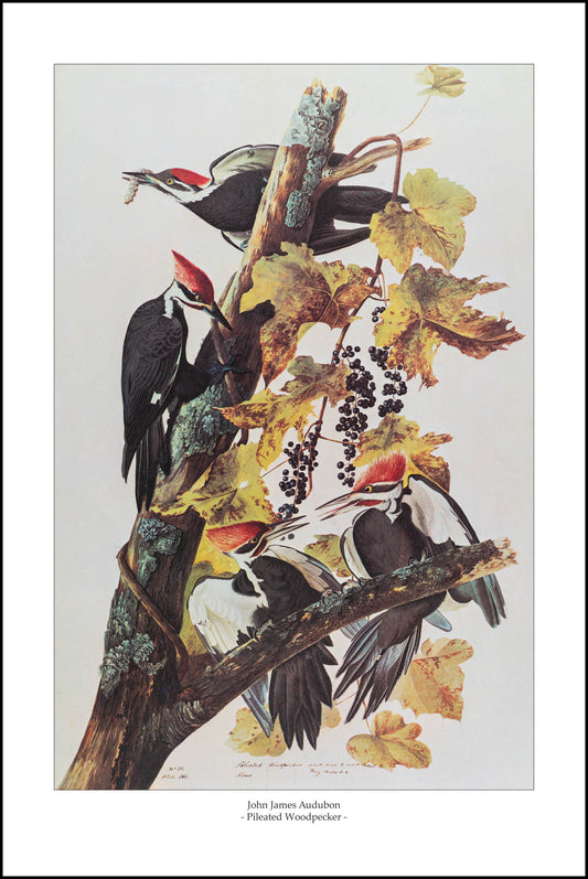 Pileated Woodpecker