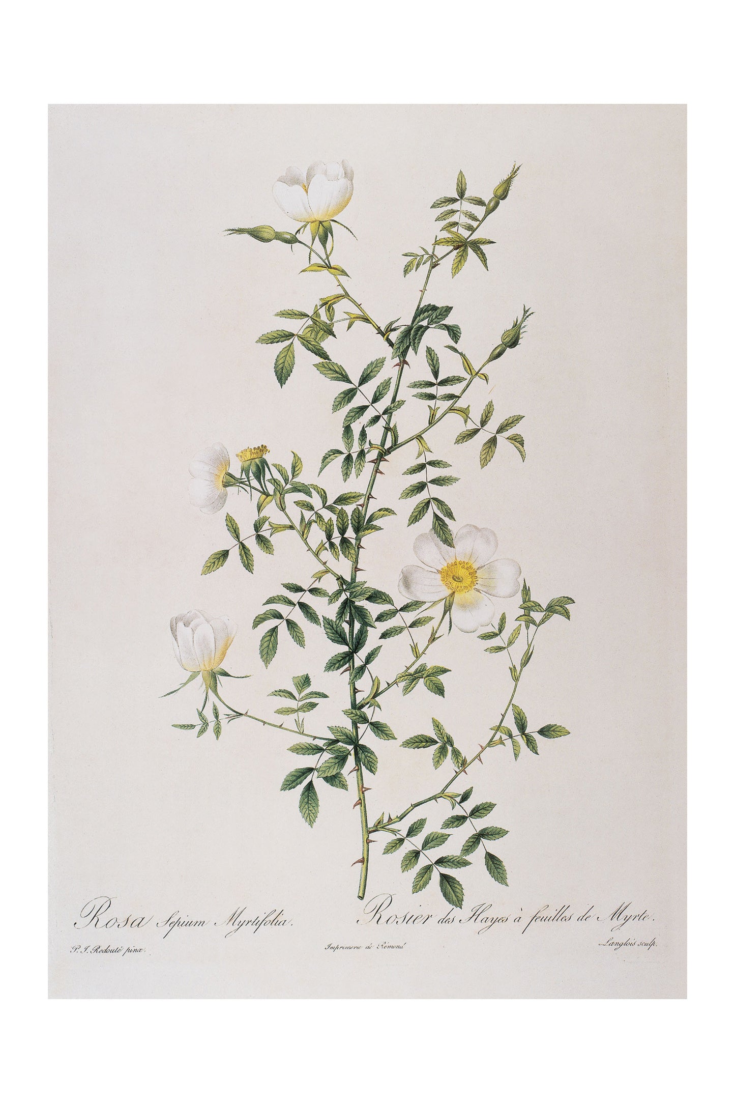 Rosa Agrestis