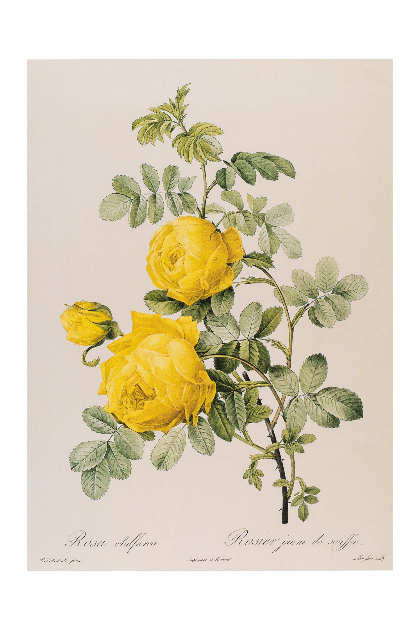 Rosa Hemisphaerica