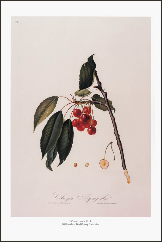 Prunus Avium (Wild Cherry)