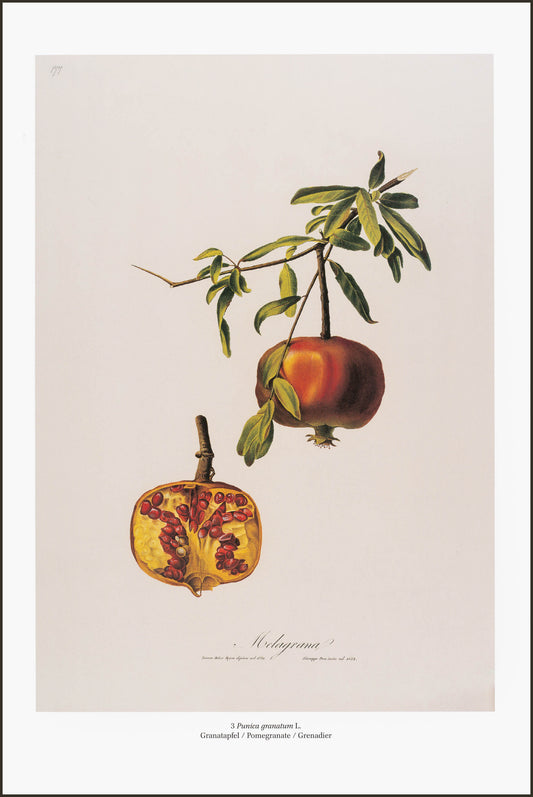 Punica Granatum (Pomegranate)