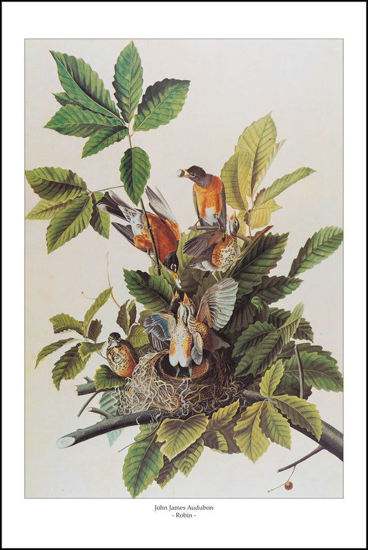 Robin