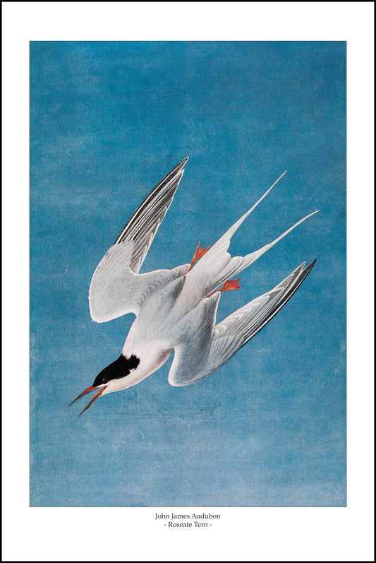 Roseate Tern