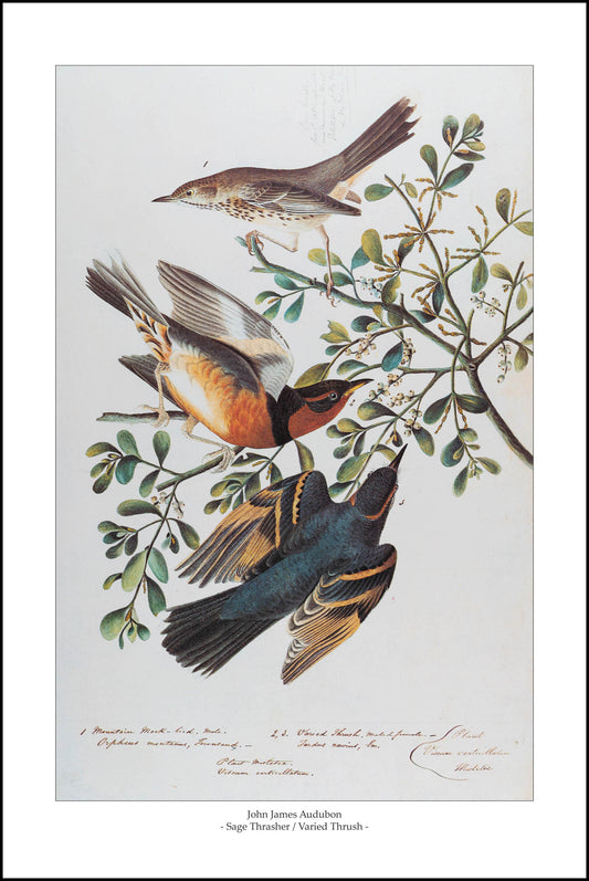 Sage Thrasher