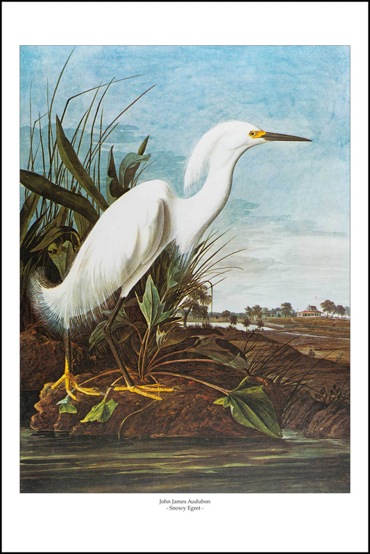 Snowy Egret