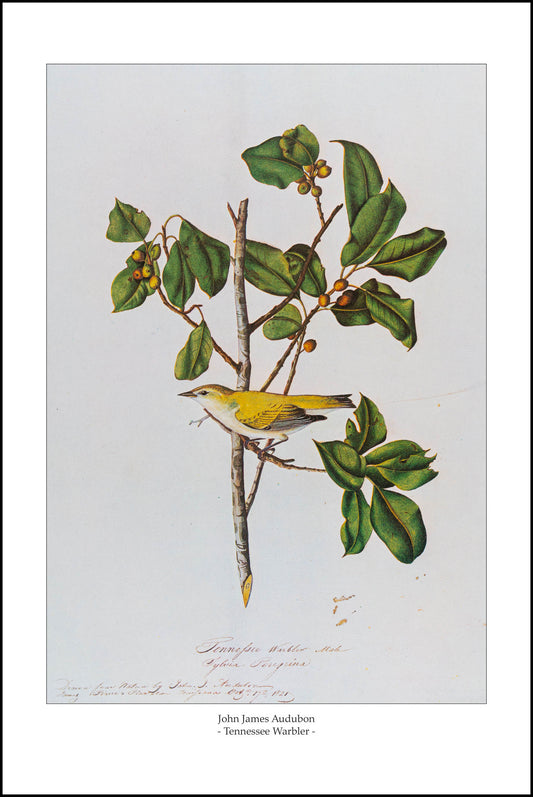 Tennessee Warbler