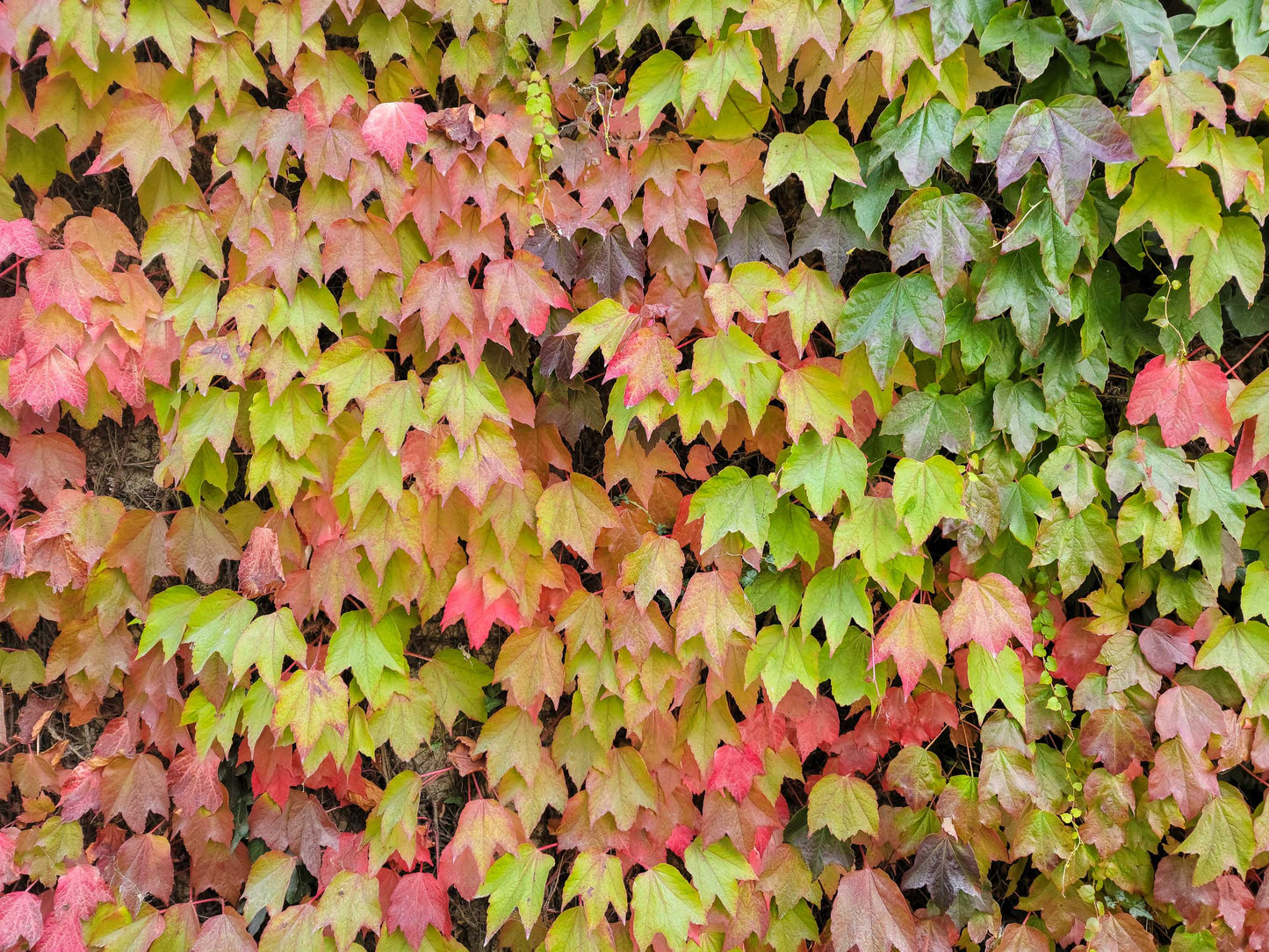 Irish Autumn Leaves