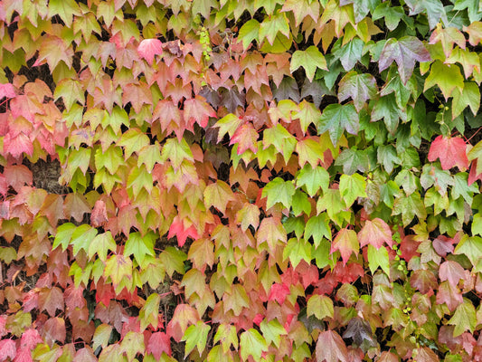 Irish Autumn Leaves