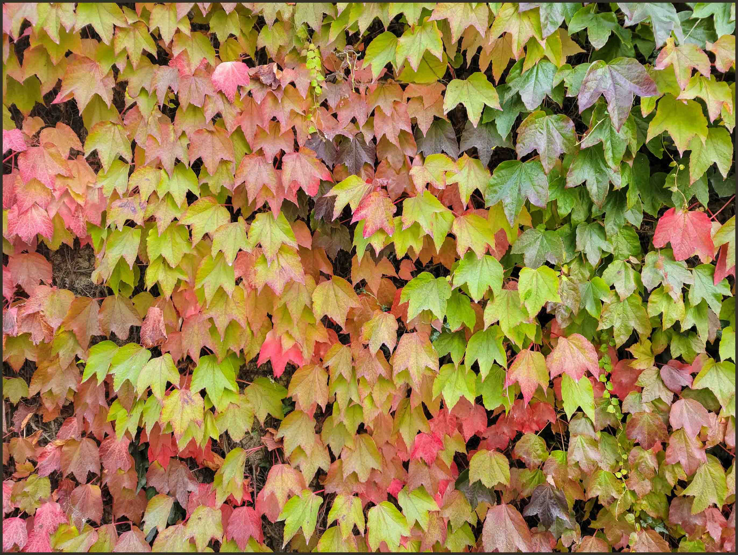 Irish Autumn Leaves