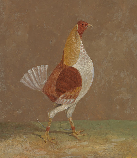 Pale-Breasted Fighting Cock