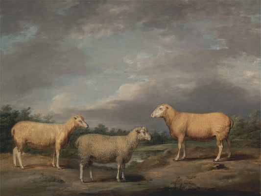 Ryelands Sheep