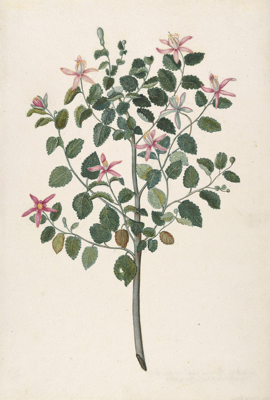 Study of a Plant with Red-Purple Flowers