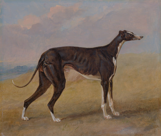 Turk, A Greyhound