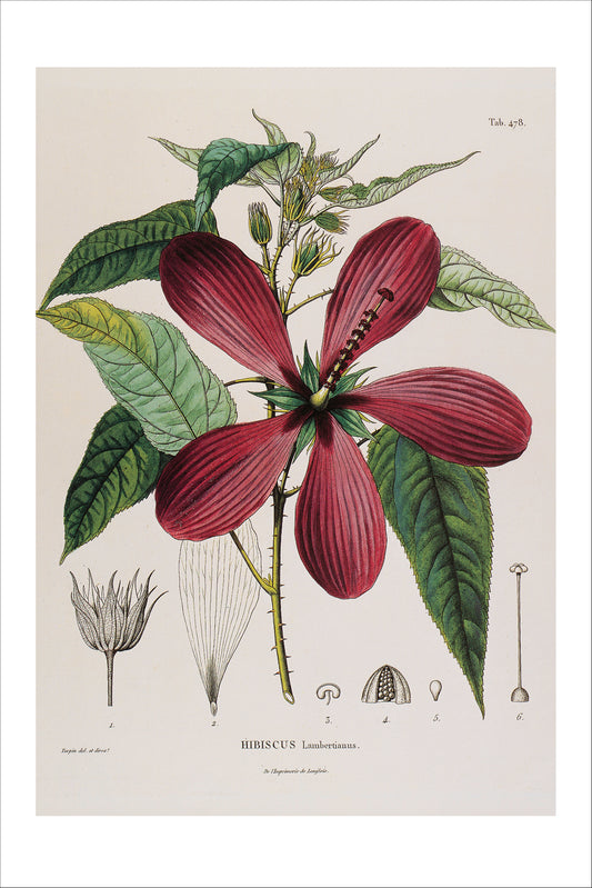 Hibiscus Striatus