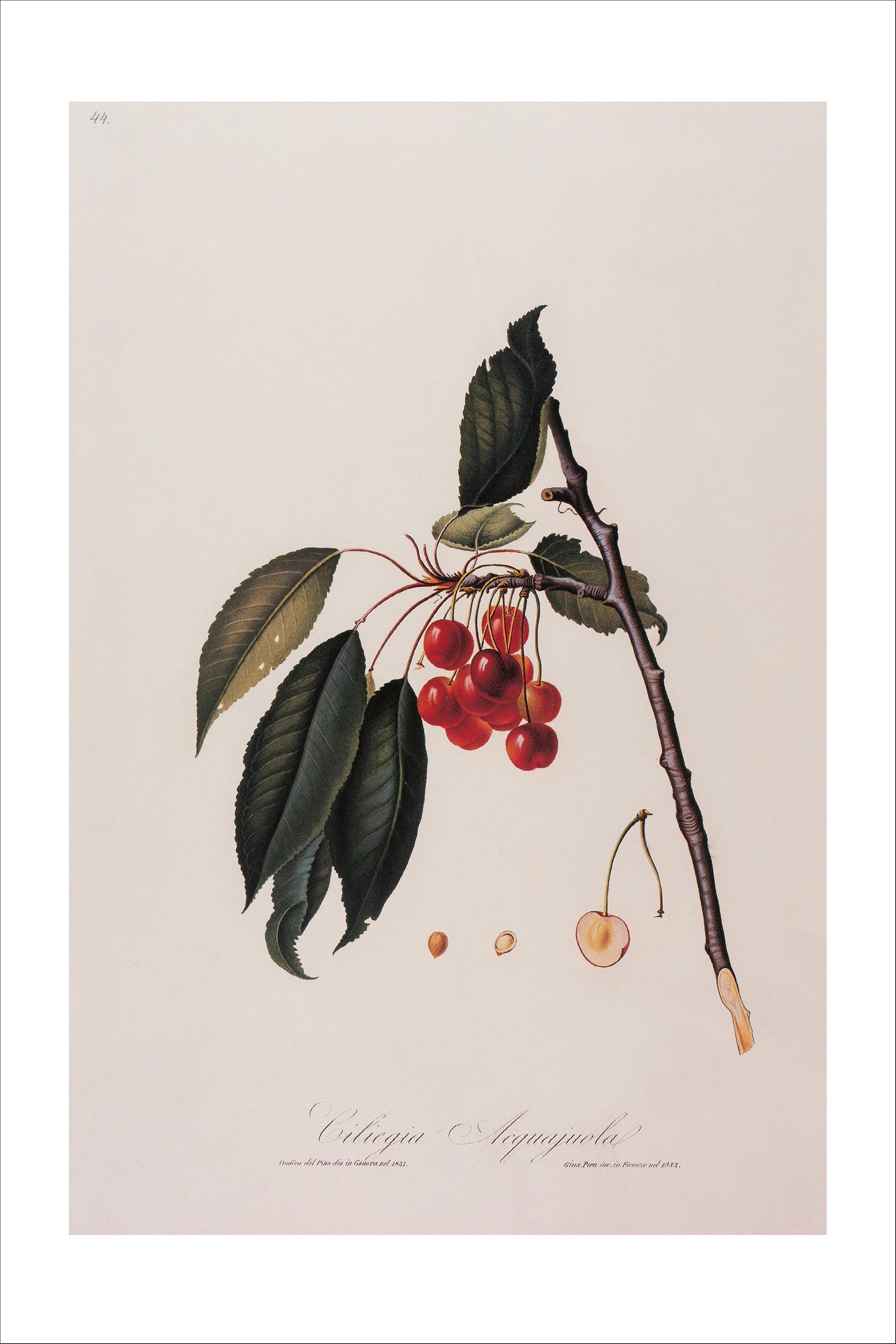 Prunus Avium (Wild Cherry)