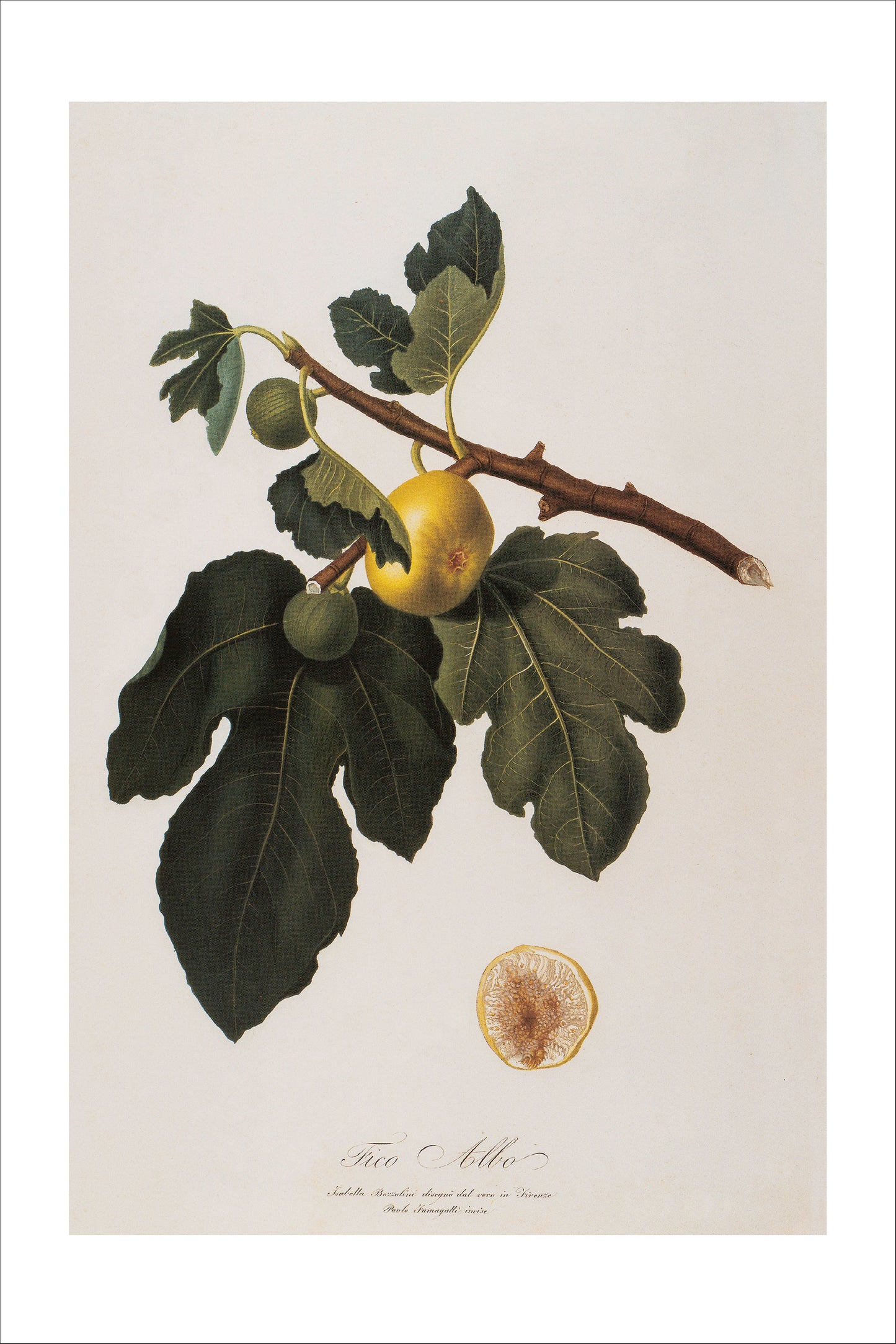 Ficus Carica (Fig)