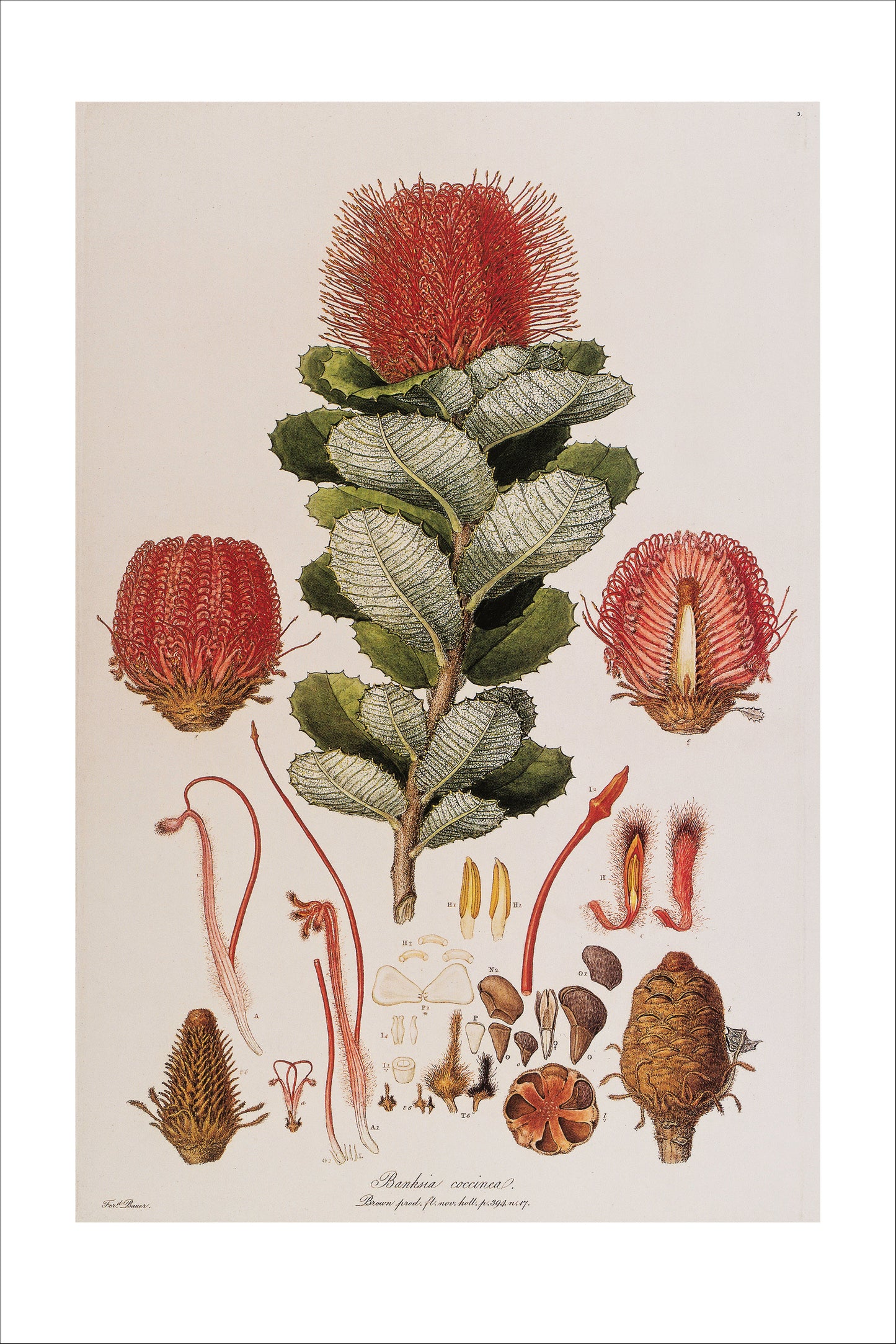 Banksia Coccinea