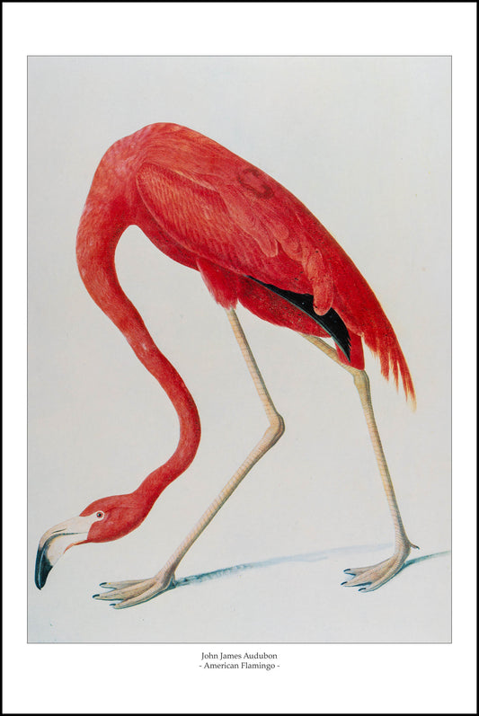 American Flamingo