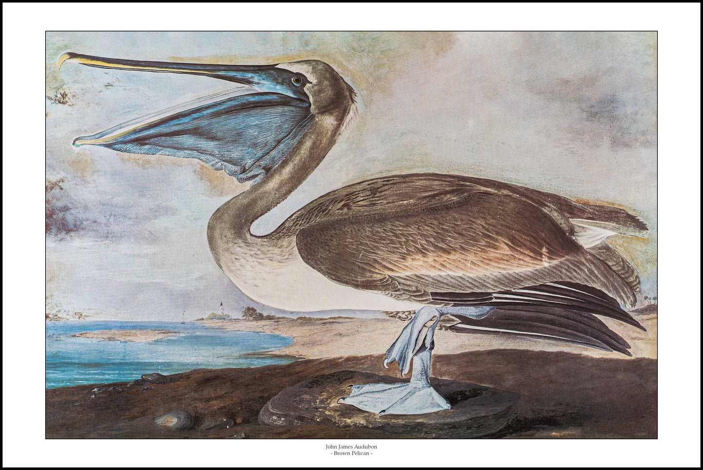 Brown Pelican II