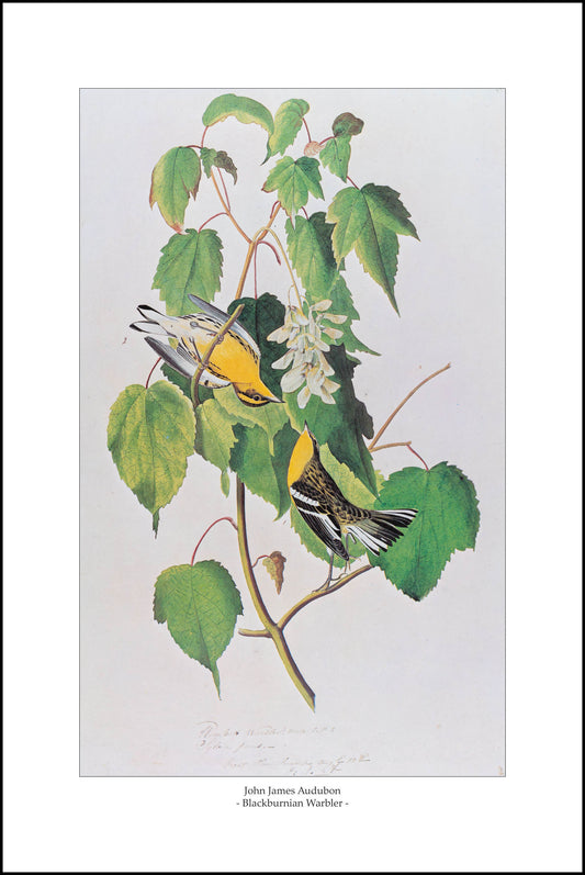 Blackburnian Warbler