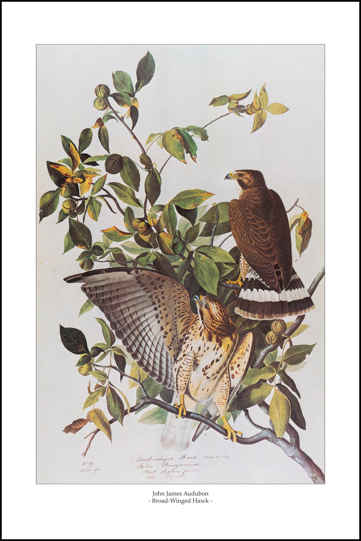 Broad-Winged Hawk