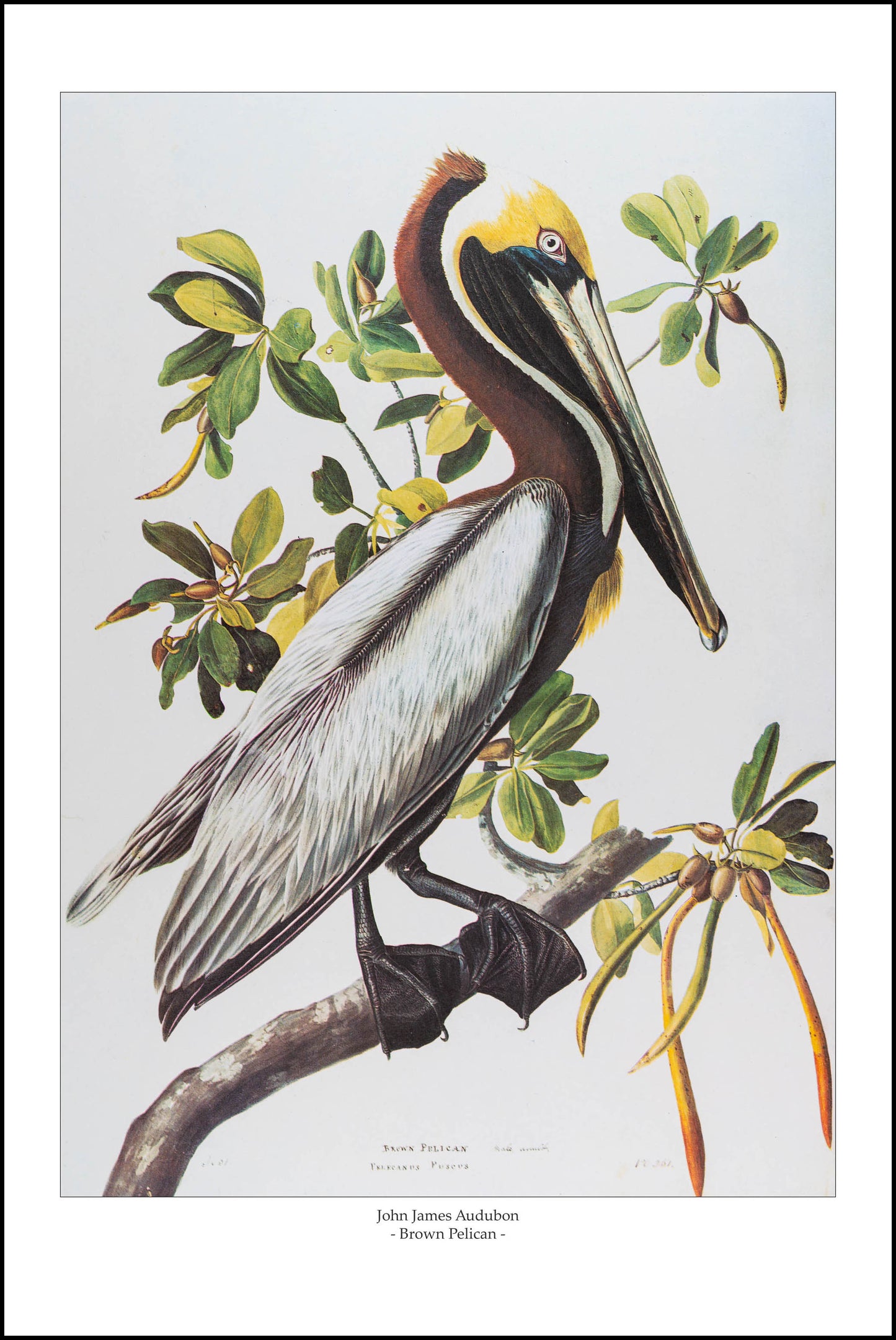 Brown Pelican I