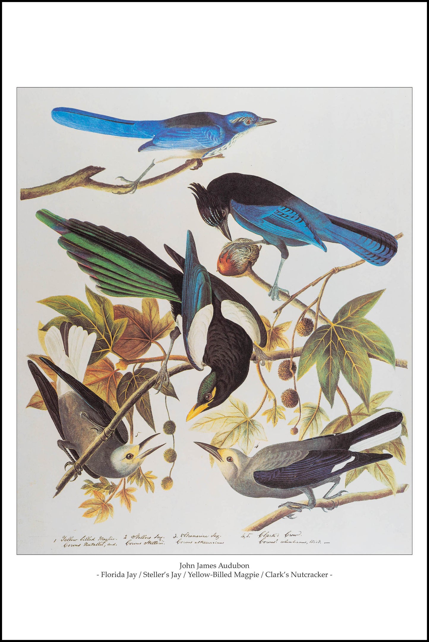 Florida Jay, Steller's Jay, Yellow-Billed Magpie, Clark's Nutcracker