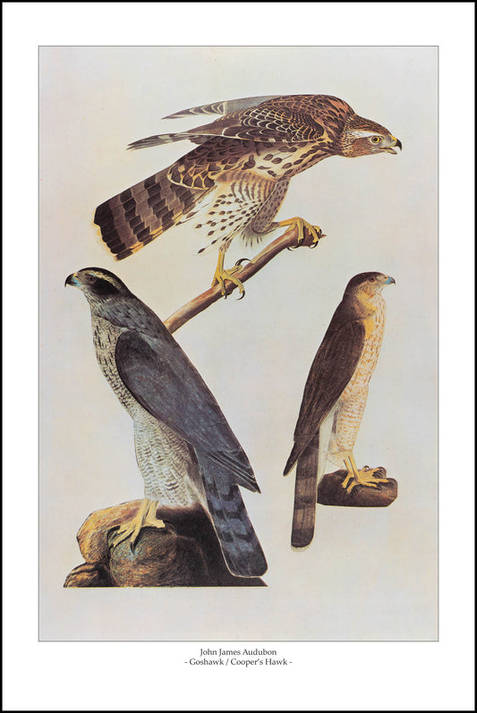 Goshawk & Cooper's Hawk