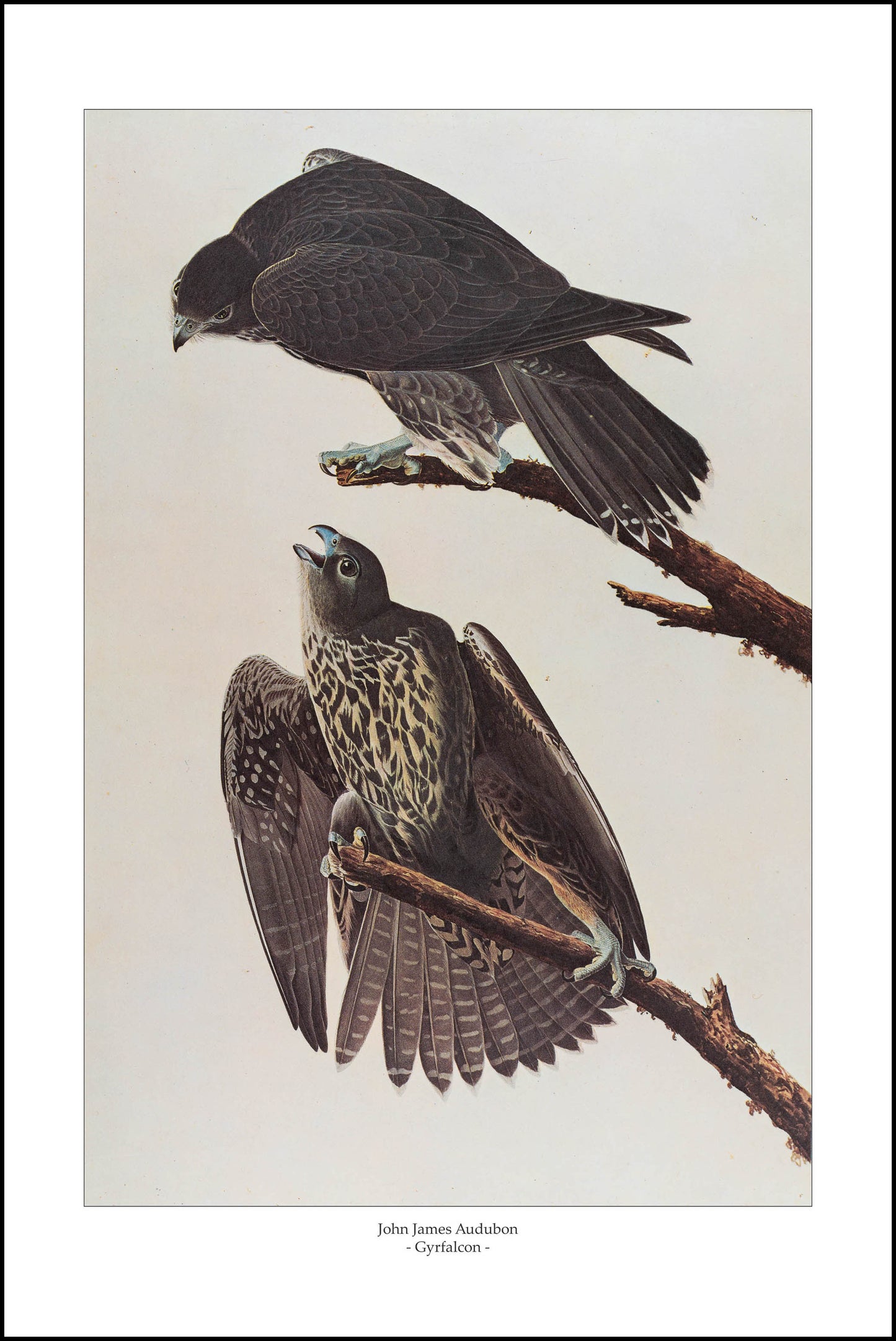 Gyrfalcon