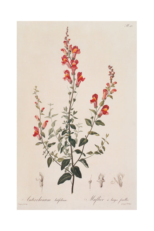 Antirrhinum Majus (Snapdragon)