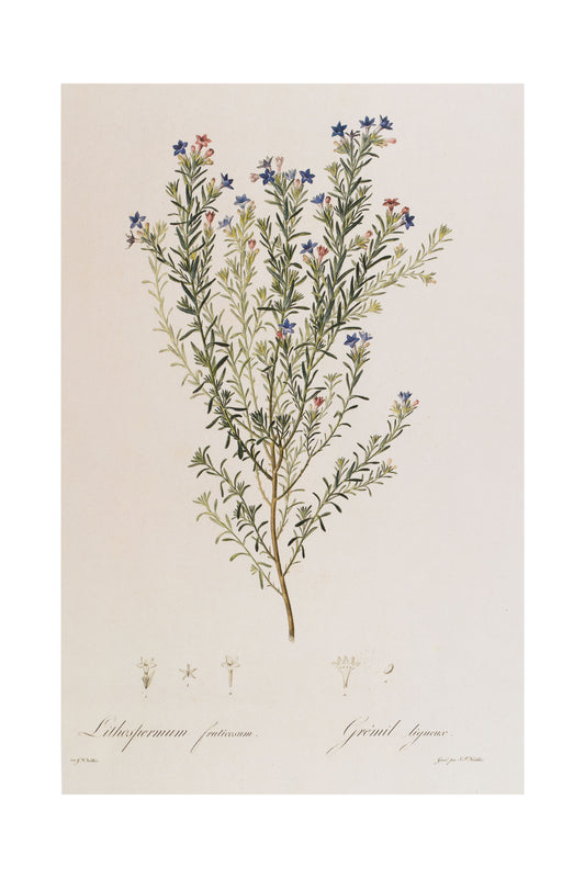 Lithodora Fruticosa