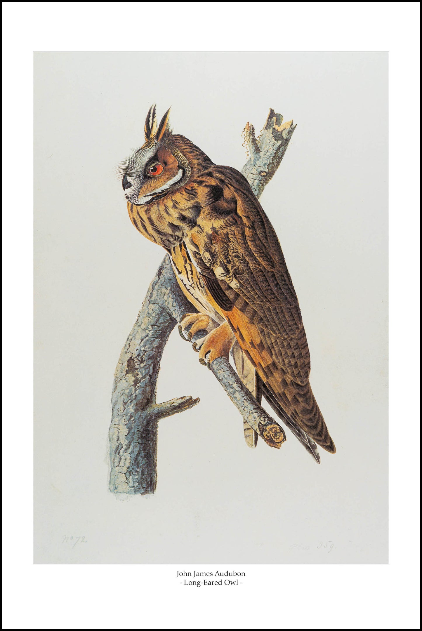 Long-Eared Owl