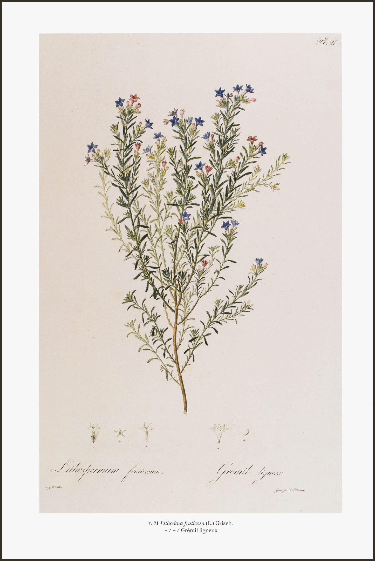 Lithodora Fruticosa